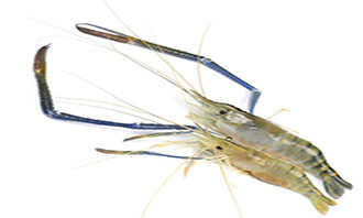 Crustaceans